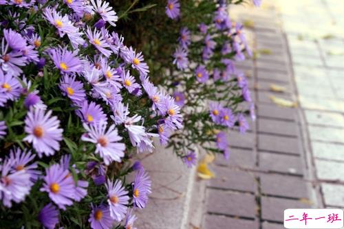 27句无限浪漫的表白情话合集 真心爱一个人的表白说说2