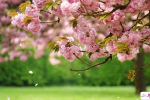 表白小情话最用心也是最走心的 成功率99%的告白情话合集