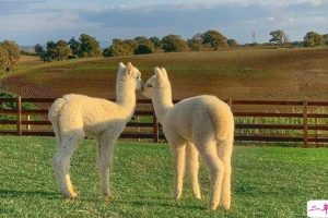 分享到朋友圈会让人觉得有病的沙雕文案 可爱又沙雕的朋友圈说说