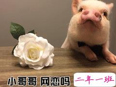 小红书精选的很皮的好笑文案 朋友圈让人忍不住点赞文案