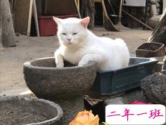 骂人不带脏字的高质量文案 沙雕搞笑的文案