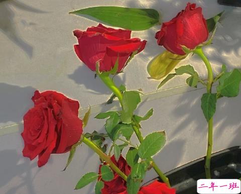 格调很高适合挂在微信状态上的文案 超有创意的微信状态句子1