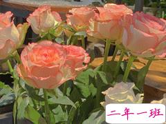 格调很高适合挂在微信状态上的文案 超有创意的微信状态句子