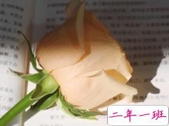 适合做书签的随手记录的小句子 风上是闪烁的星群