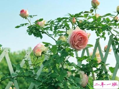 人生感悟简短经典句子配图 决定你命运的是自己13