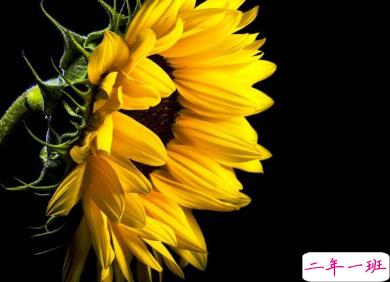 微博一句话正能量句子 知道的越少越快乐2