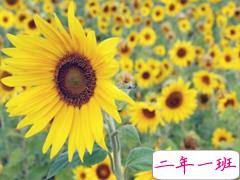 睡前说一句的微信晚安励志句子 简单正能量的晚安句子合集