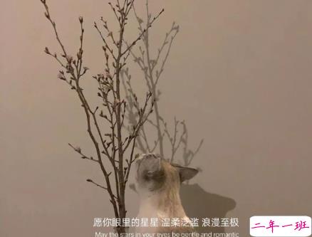 12月份适合发朋友圈的可爱小句 温暖你整个十二月的文艺说说2