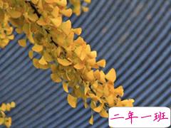 让人觉得很惊艳的古诗词 星斗满天人睡也