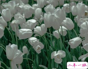 2020三月你好唯美心情说说 三月请善待我1