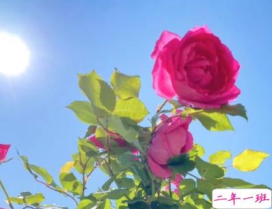 最火爱情英文短句带翻译 你稳稳的住在我心底1