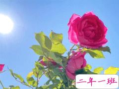 最火爱情英文短句带翻译 你稳稳的住在我心底