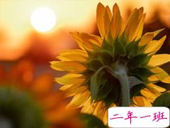 阳光唯美句子心情说说 如太阳般的暖心句子