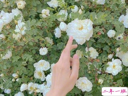 既含蓄又甜的情话句子 想带你去吃烤紫薯然后对你说我紫薯与你1