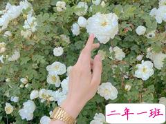 既含蓄又甜的情话句子 想带你去吃烤紫薯然后对你说我紫薯与你