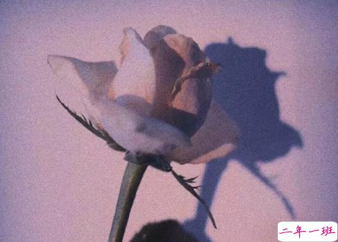 七夕发朋友圈表白说说必点赞 你的名字是我见过最短的情诗2