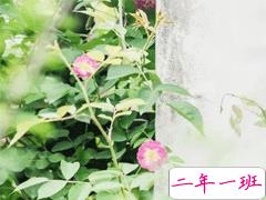 最经典的爱情说说女生必知 经历失败感情后明白的道理