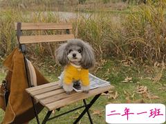 凡尔赛文学什么梗 凡尔赛文学沙装逼文案