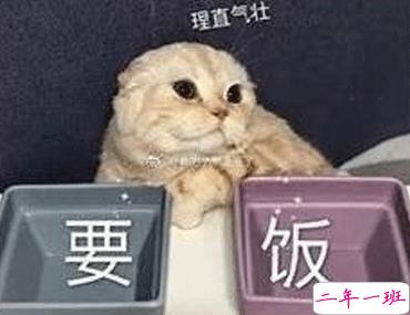 双十一笑死人的有趣请假文案 你们今天请假可以用的理由2