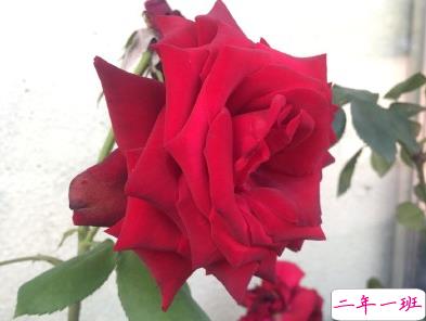 2019七夕贺卡情话简约浪漫 七夕撩人情话大全2