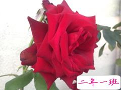 2019七夕贺卡情话简约浪漫 七夕撩人情话大全