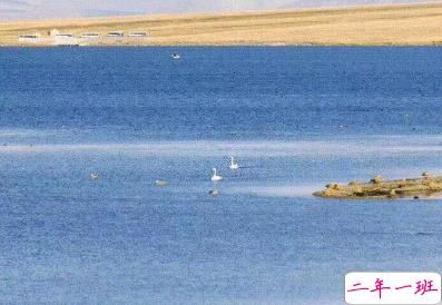 微博收集的最新发朋友圈的憨憨句子 你是上天派来的猪1