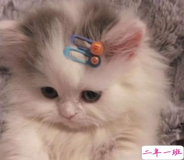 这些可爱又有趣的文案 我以为你回我信息犯法呢2