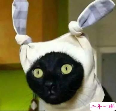 发个说说吸引人搞笑的短句 夏天来了我先黑为敬1