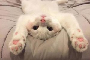 调皮搞怪的说说超短搞笑 明天再喜欢你吧我今天真的太困了