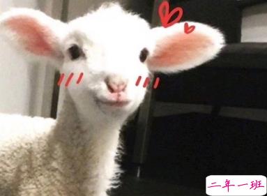 沙雕女孩发朋友圈的说说 送给大家的欢乐源泉2