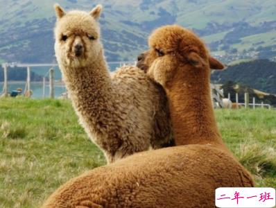 特别沙雕的说说配文 2020最新沙雕幽默句子1