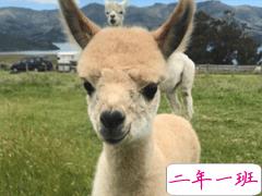 特别沙雕的说说配文 2020最新沙雕幽默句子