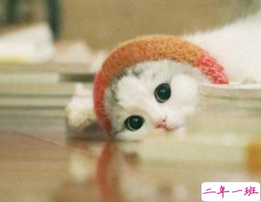 qq扩列宣言可爱搞笑大全 让人爆笑的扩列说说1