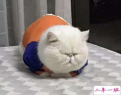 礼貌骂人说说霸气简短 经典不失礼貌骂人的话 1