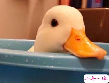 礼貌骂人说说霸气简短 经典不失礼貌骂人的话 2