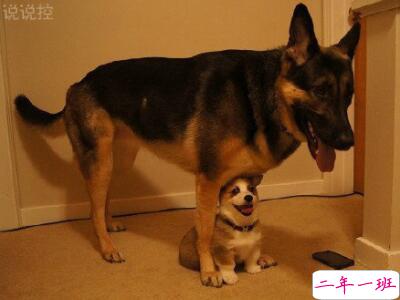 幽默搞笑句子加图片，幽默句子带图片大全1