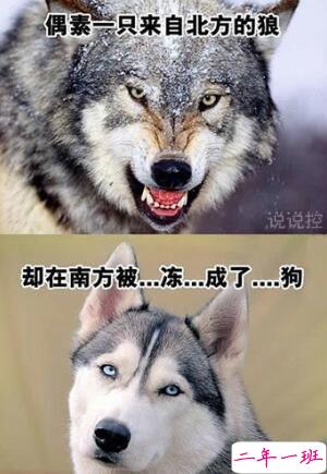 幽默搞笑句子加图片，幽默句子带图片大全7