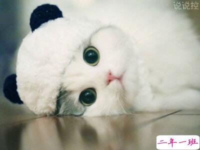 经典搞笑语录，经典搞笑句子