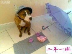 搞笑说说笑死人，笑死不偿命的说说