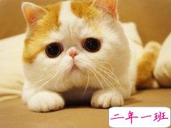 搞笑的说说：本想一口一口吃掉忧愁，没曾想却一口一口吃成肉球