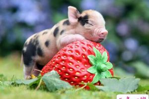 经典搞笑说说心情短语:在这短暂的生命里,我只想抓紧时间偷懒