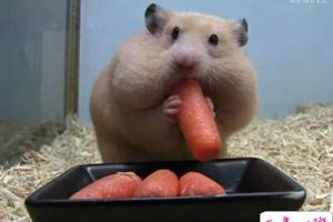 爆笑逗比说说：一个人吃饭总觉得很孤单，但一个人吃零食就不会