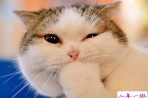 最新微信点开全文段子，朋友圈点开全文搞笑段子