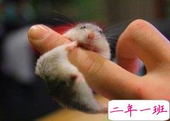 2015最新搞笑说说：谁能一口气读完，红鲤鱼与绿鲤鱼与驴