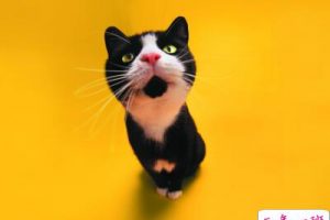 搞笑个性说说大全：不以考试为目的的划重点都是耍流氓