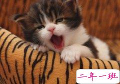 QQ搞笑心情:下辈子我要做你心脏,惹毛了我,我就不跳了