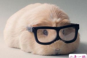 关于减肥的QQ说说，有关减肥的搞笑空间说说