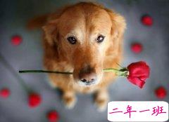 快乐心情短语：大姨夫，管好你媳妇，别让她老欺负我媳妇