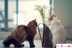 搞笑说说加图片：下辈子我要做洋葱，谁欺负我我就让谁泪流满面