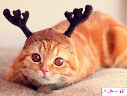 搞笑说说大全：老子现在称体重，连眉毛都想拔光